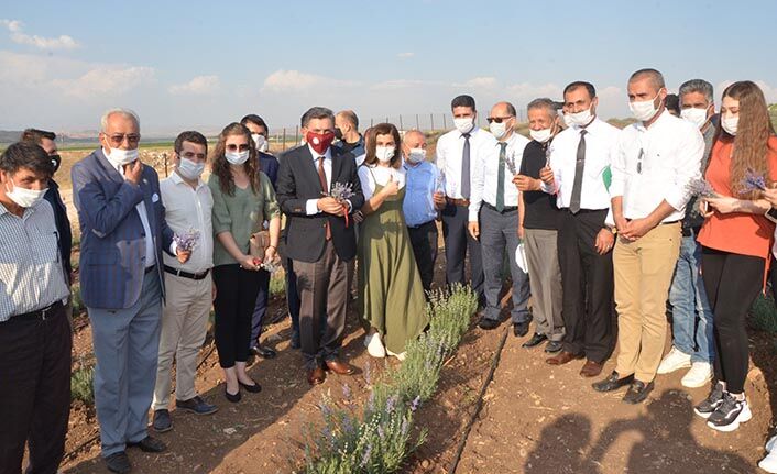 Batman'da lavantanın ilk hasadı yapıldı