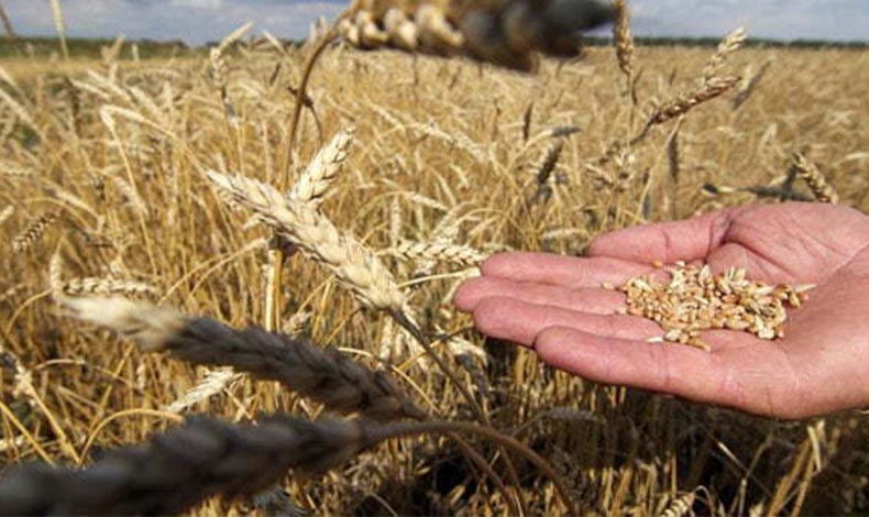 Çiftçi şaşkın buğday arpa fiyatları 2022'yi beklentinin altında... -  Türkiye'nin Tarım Sitesi: Tarım Haberleri