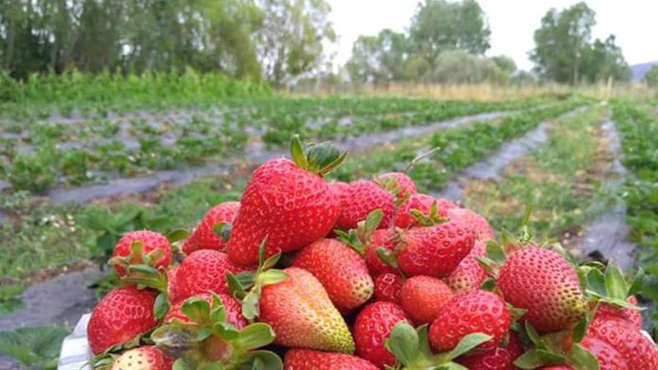 Tokat Meyve Üretimi