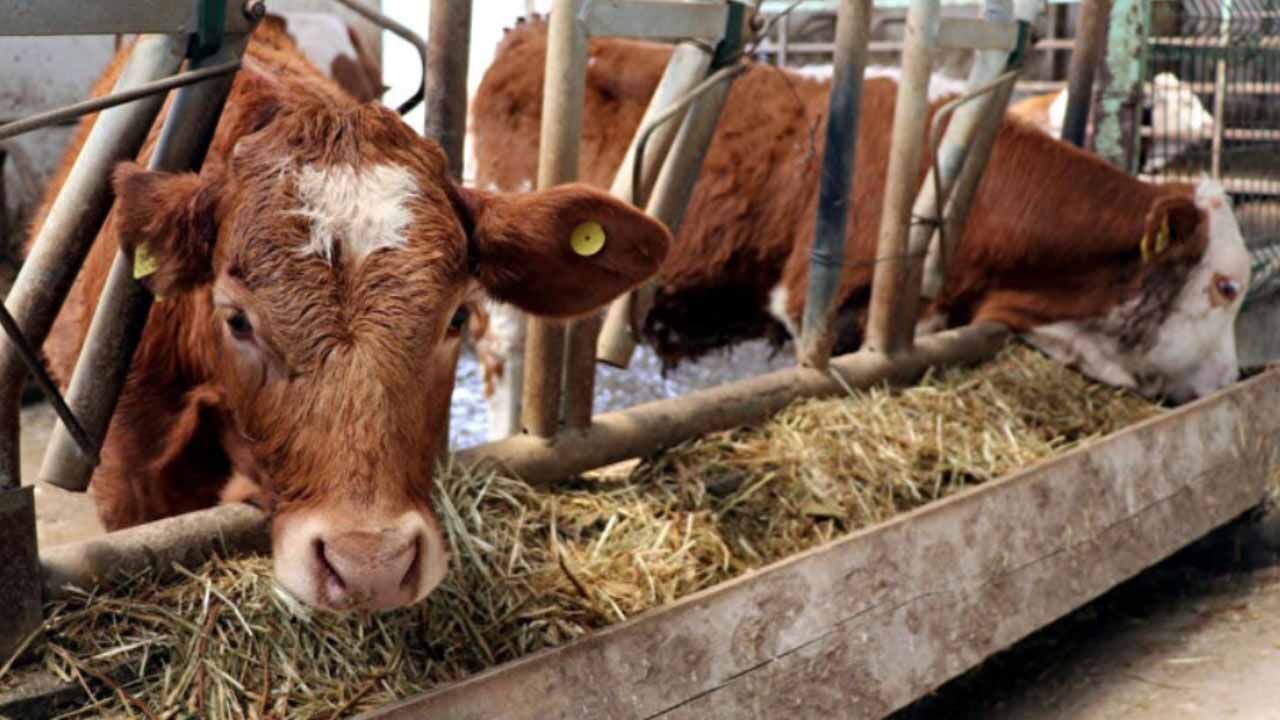 Hayvancılık Hibe Desteği 2026