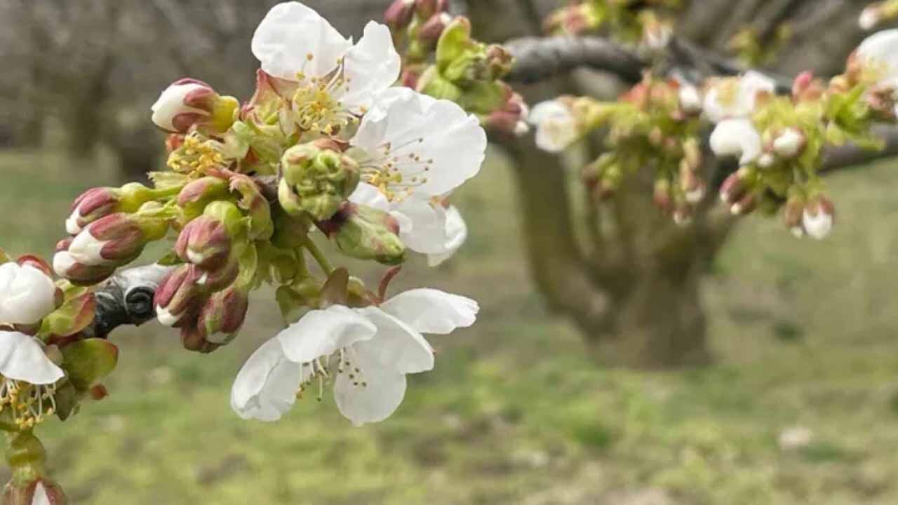 Yalova’da Kiraz Üreticilerine Kritik Uyarı: Monilya Hastalığı İçin İlaçlama Zamanı!