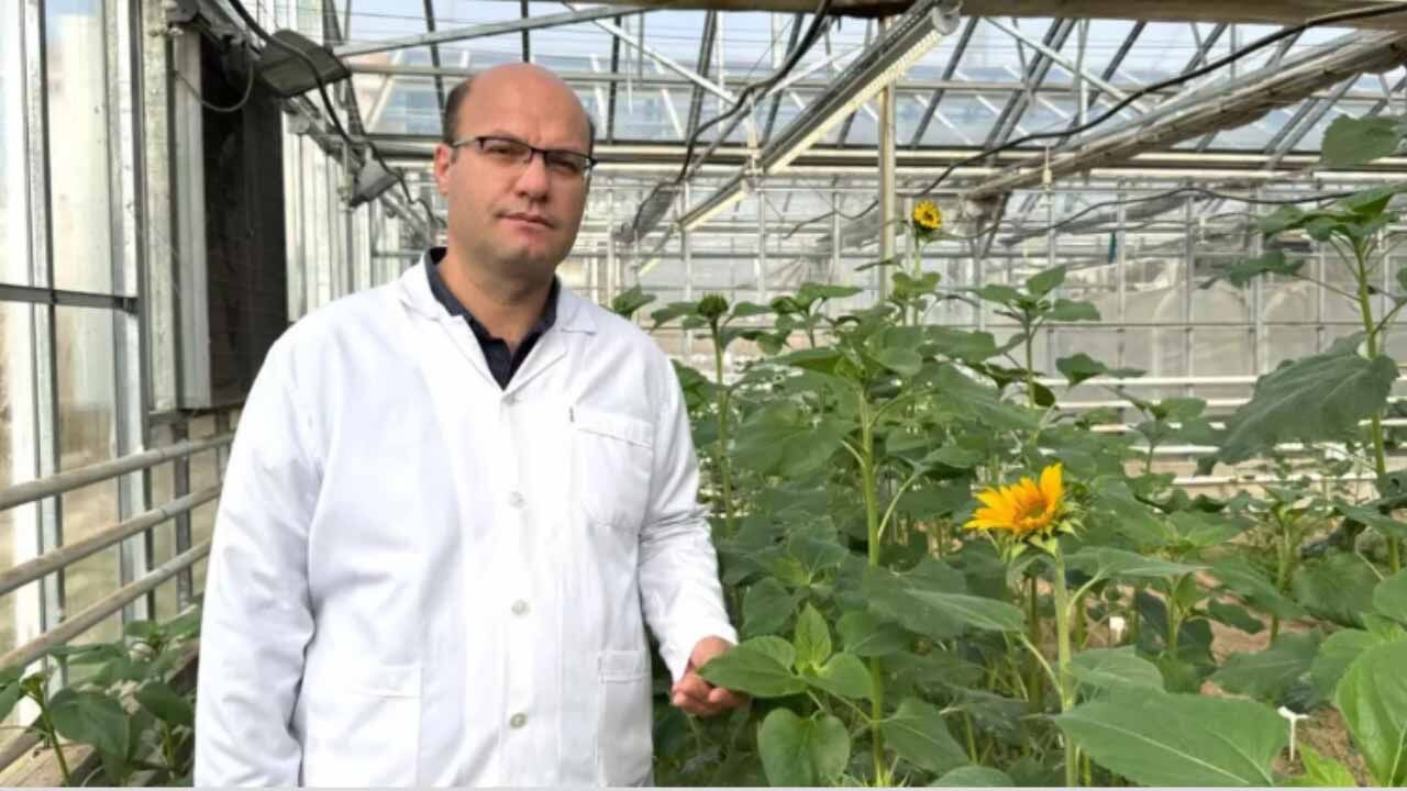 Rahim Ada Yerli Pancar Tohumu