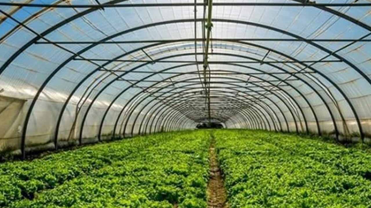 1 dekar sera kuranın yarısı devletten: Başvuru şartları ve puanlama kriterleri belli oldu!