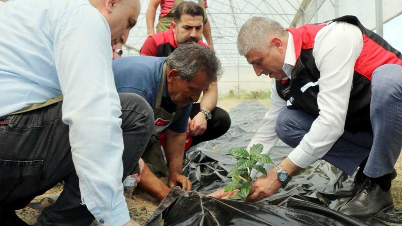 Adana Kahve Uretimi