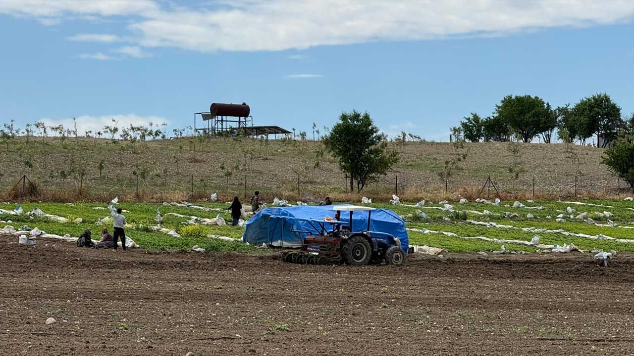 Adiyaman Tutun Ureticisi