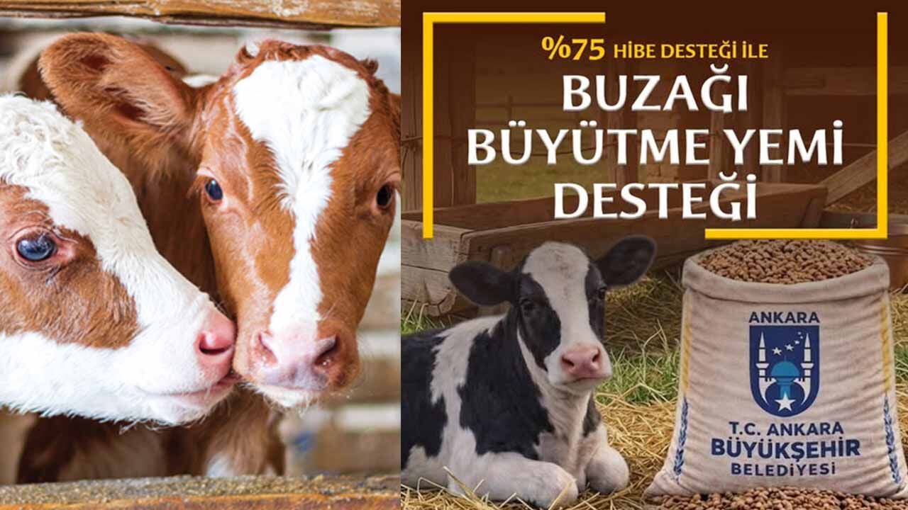 Belediyeden 'Yem' gibi destek: Buzağını büyüt, farkı Belediye ödesin!
