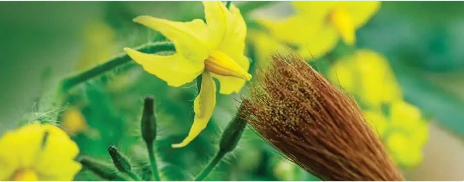 Bitki Islahi Nedir