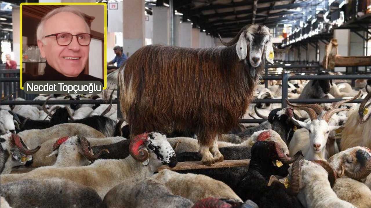 Babaannemin "Hacılar Bayramı" nerede, şimdiki çile nerede? Necdet Topçuoğlu’ndan ezber bozan kurban analizi!