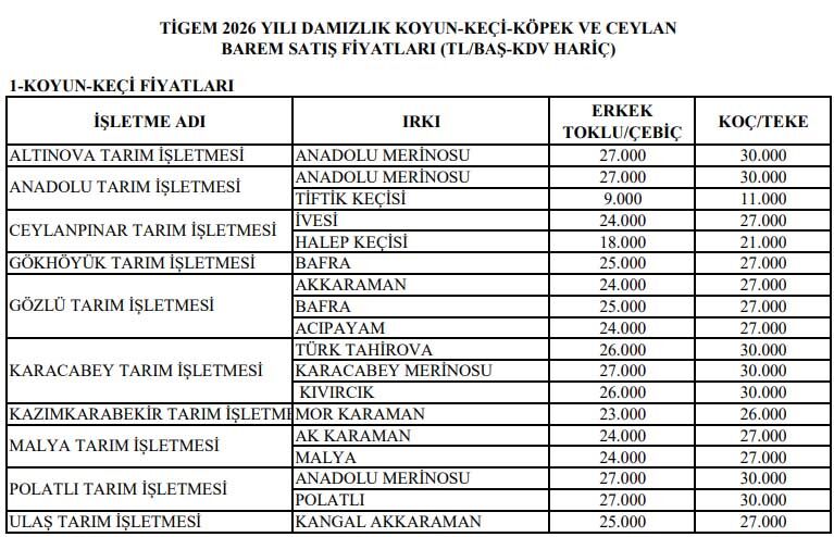 Tigem Koyun Keci Fiyatlari