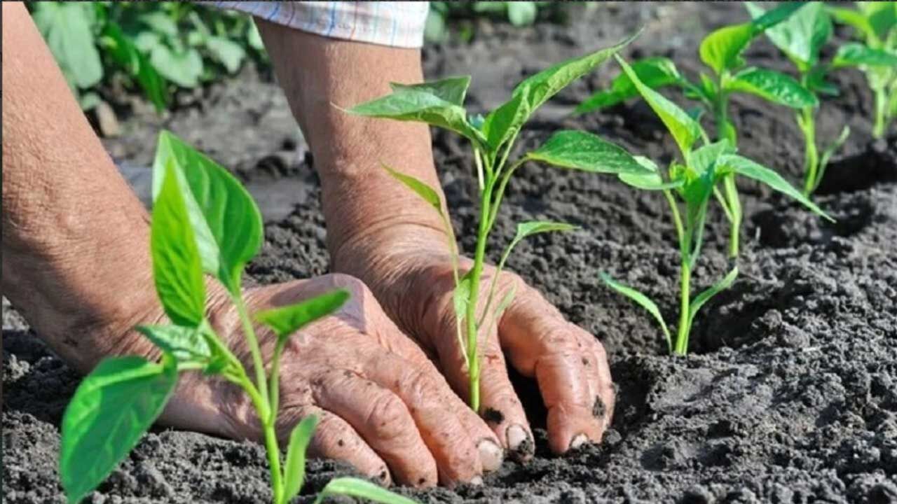 Yüzde 75’ini devlet karşılıyor, çiftçiye sadece yüzde 25'i kalıyor! Üreticiye fide desteğinde başvurular başladı