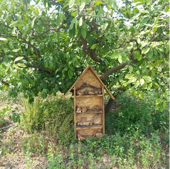 Izmir Losev Ugur Böcegi