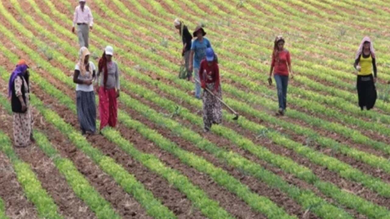 Taahhütnameyle ÇKS'ye kayıt yaptıran çiftçiler dikkat! Askı süreci başladı