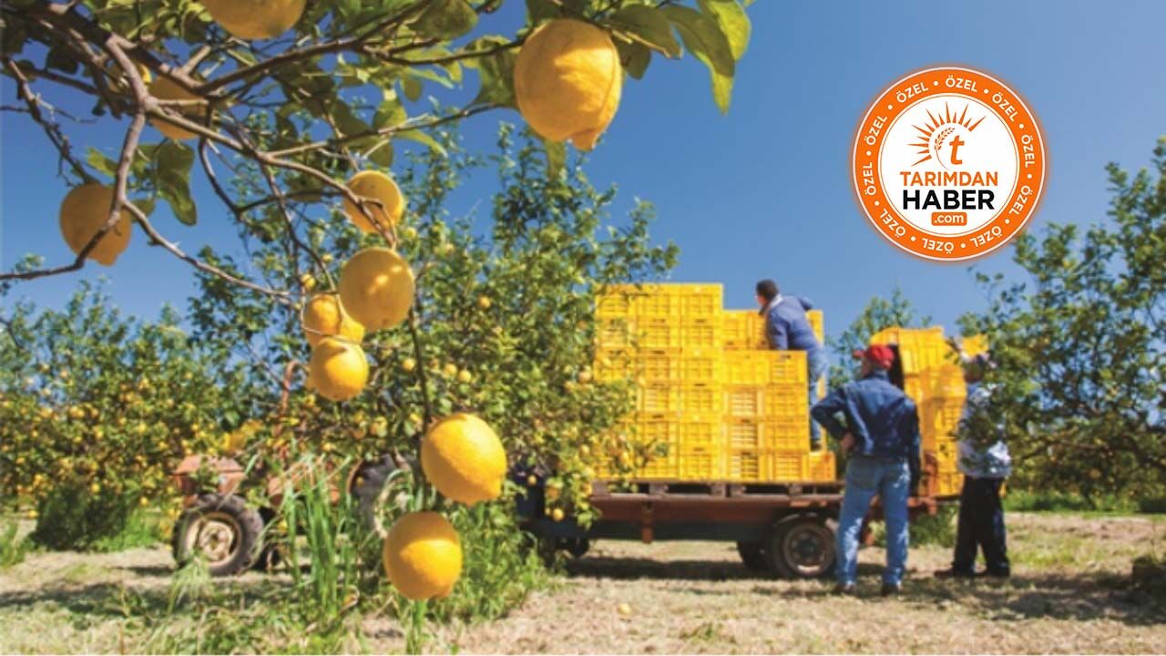 Limon üreticisinden "fiyat direnişi": "Maliyetler 80 TL, zararına satışa dur dedik"