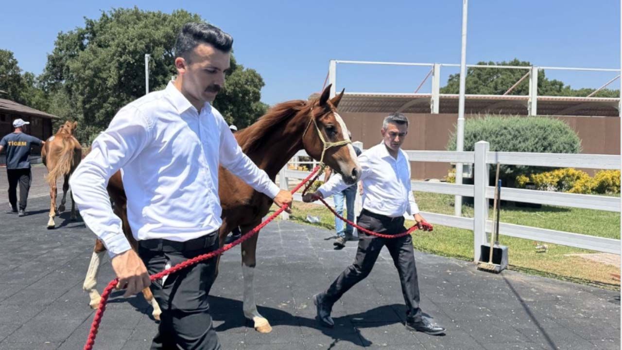 TİGEM'de kulis faaliyetlerine rağmen tay satışları yine beklentinin altında kaldı!