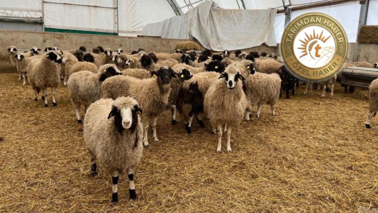 TİGEM'in reforme olarak sattığı koyunlar piyasada birinci sınıf damızlık olarak satılıyor