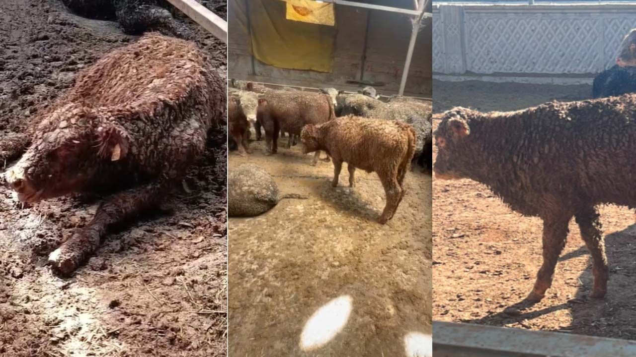 ESK’nin ithal hayvanlarında şoke eden görüntüler! Besiye başlamadan tedaviye başladılar