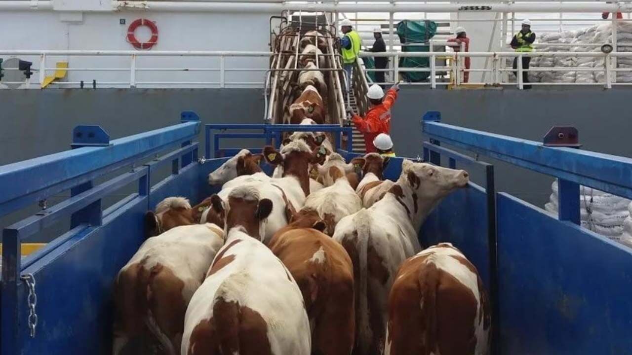 Yıllardır yurt dışından inek getiriyoruz! Türkiye’nin inek sayısında ortaya çıkan tablo şaşırttı