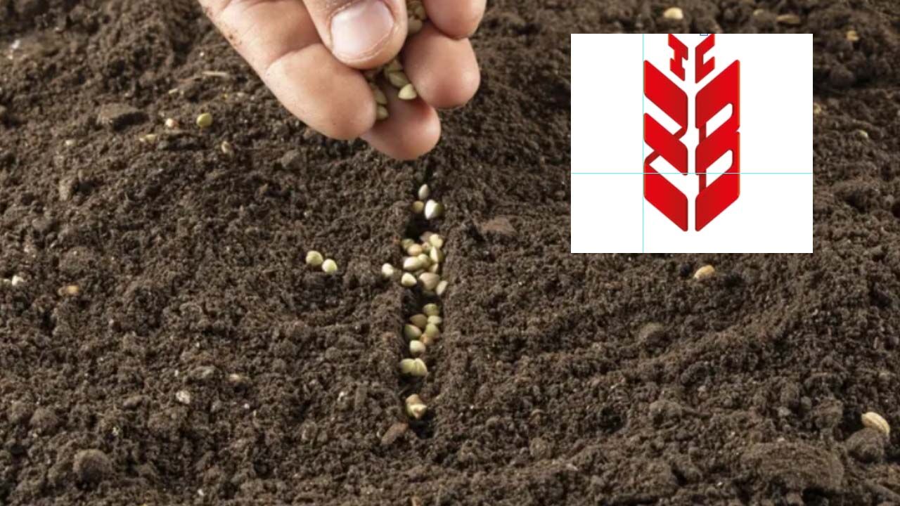 Kuraklık tohum üreticisini vurdu, Ziraat Bankası’ndan bir darbe de faizle geldi!
