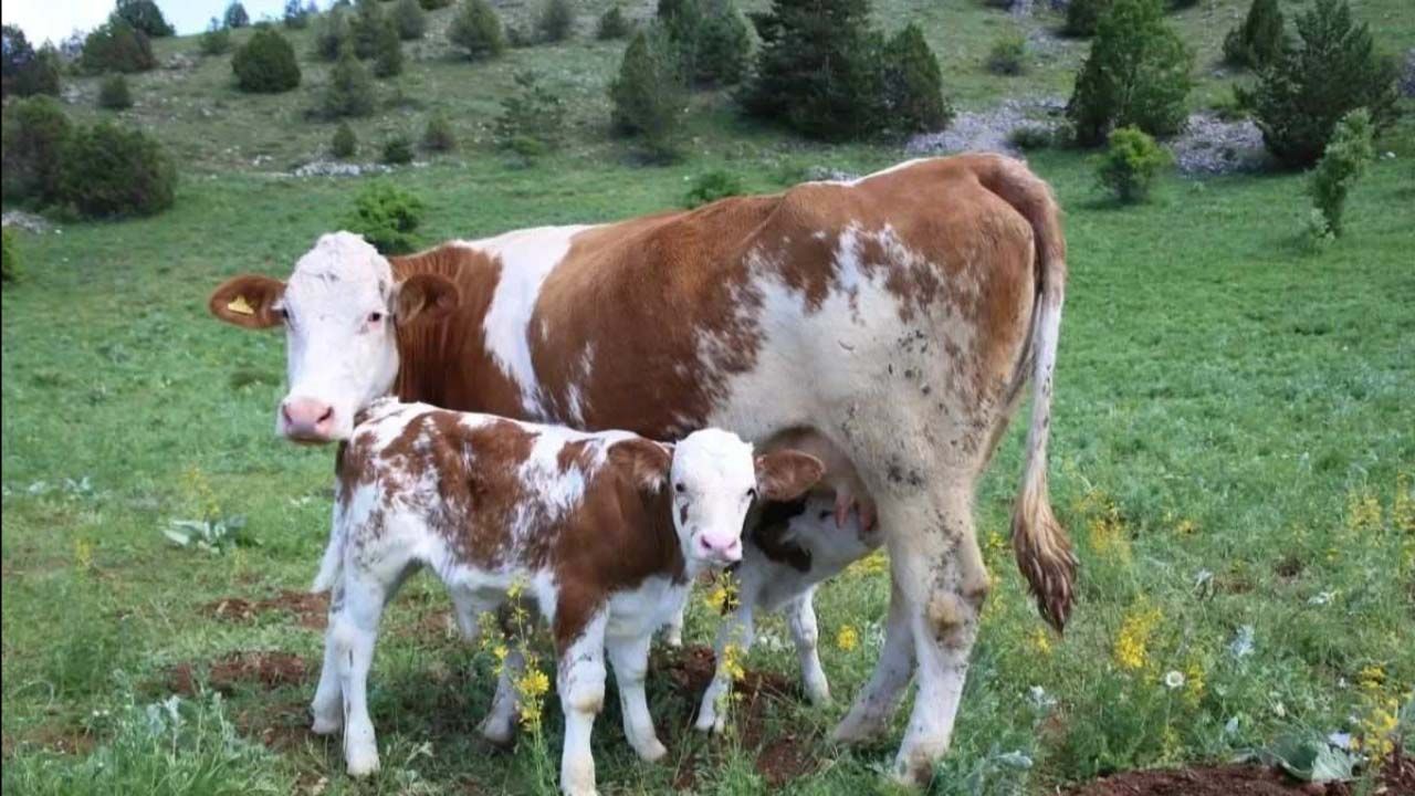 Buzağı, malak, kuzu ve oğlak desteği başvuruları başladı! Son tarih açıklandı