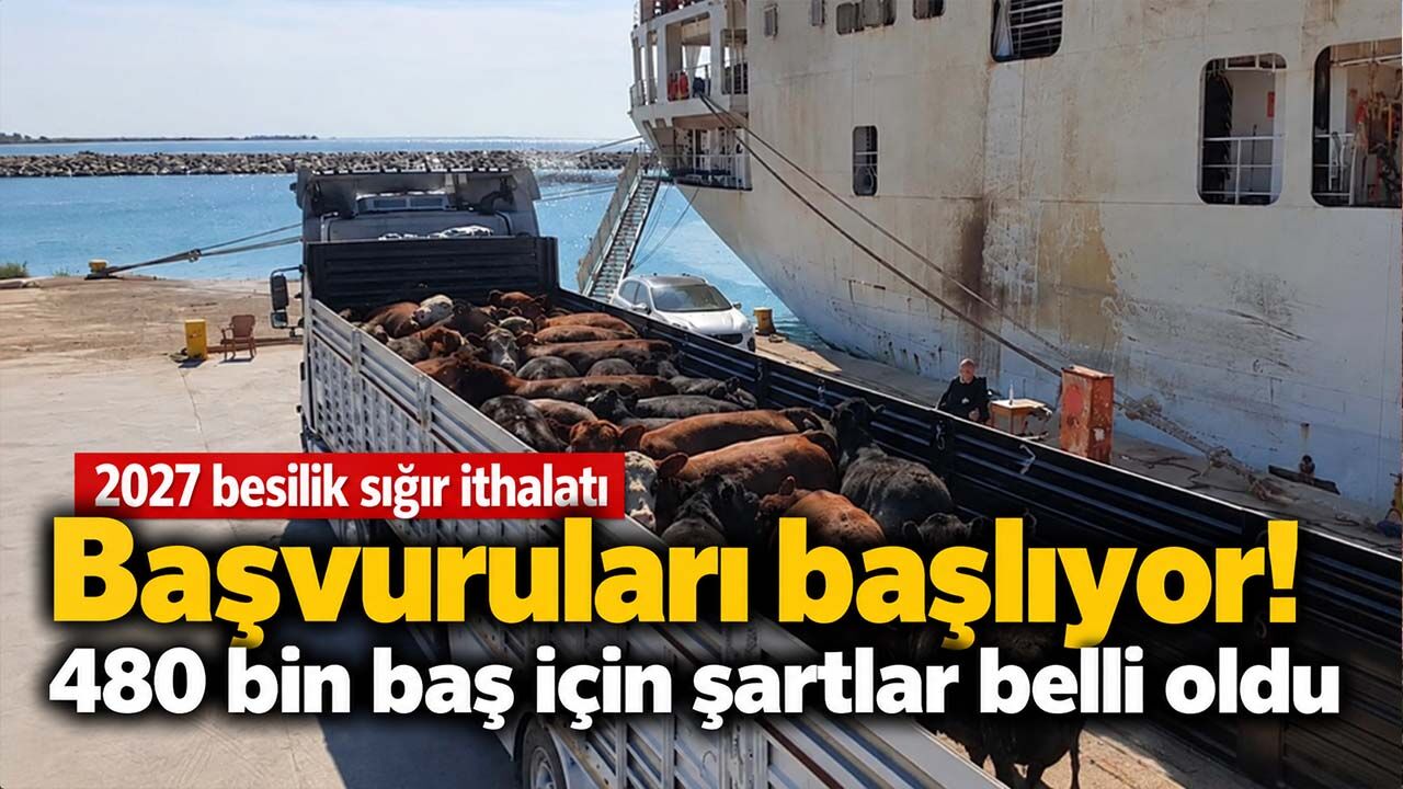 2027 besilik sığır ithalatı başvuruları başlıyor! 480 bin baş için şartlar belli oldu