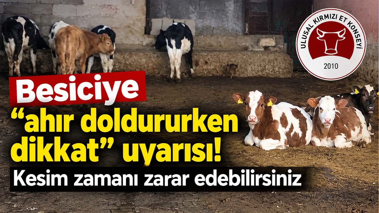 Besiciye “ahır doldururken dikkat” uyarısı! Kesim zamanı zarar edebilirsiniz