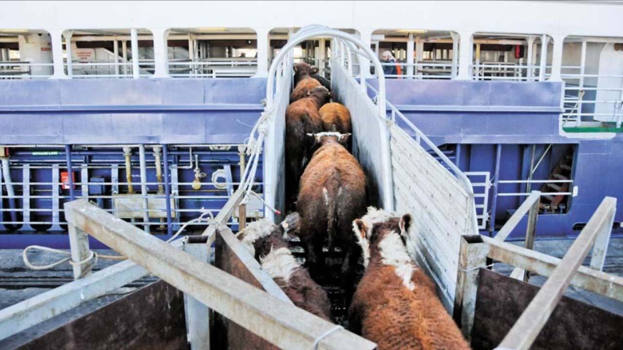 Brezilya’dan sığır ithalatında çarpıcı tablo! Her 10 hayvandan 4’ünü Türkiye aldı