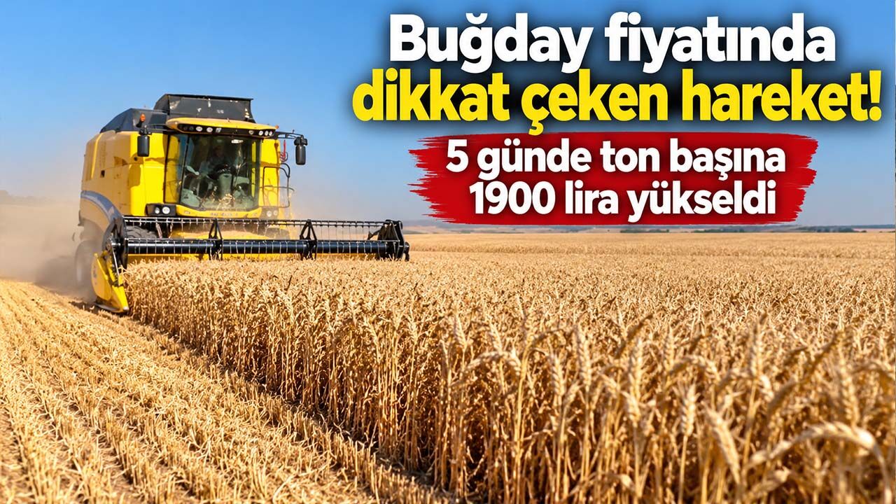 Buğday fiyatında dikkat çeken hareket! 5 günde ton başına 1900 lira yükseldi