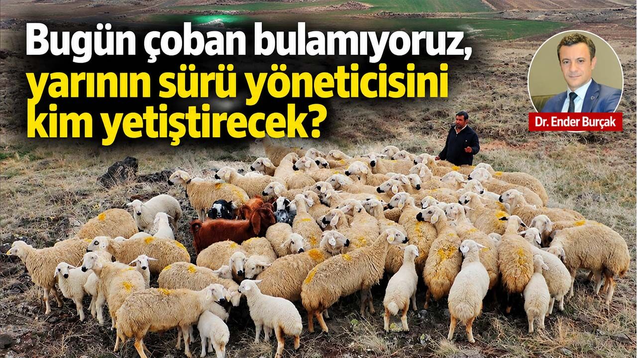 Bugün çoban bulamıyoruz, yarının sürü yöneticisini kim yetiştirecek?