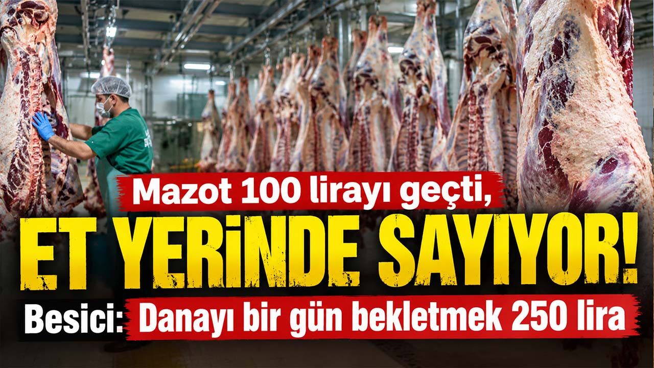 Mazot 100 lirayı geçti, et yerinde sayıyor! Besici: Danayı bir gün bekletmek 250 lira