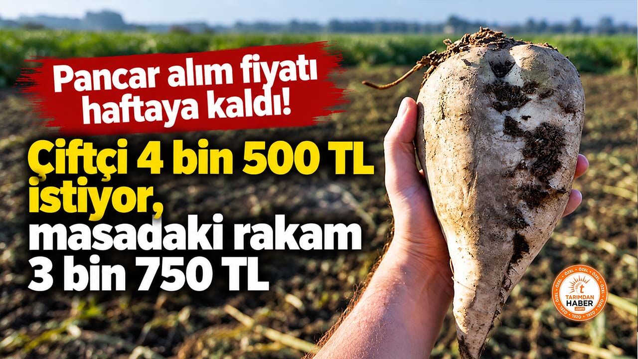 Pancar alım fiyatı haftaya kaldı! Çiftçi 4 bin 500 TL istiyor, masadaki rakam 3 bin 750 TL