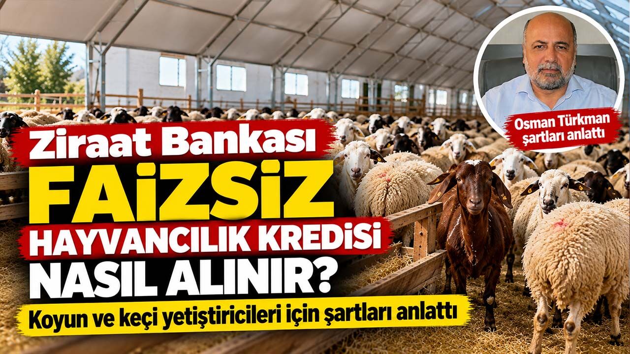 Ziraat Bankası faizsiz hayvancılık kredisi nasıl alınır? Koyun ve keçi yetiştiricileri için şartları anlattı