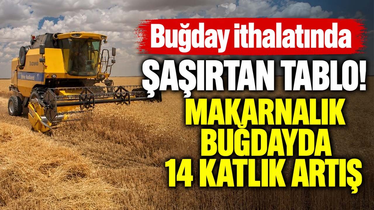 Buğday ithalatında şaşırtan tablo! Makarnalık buğdayda 14 katlık artış