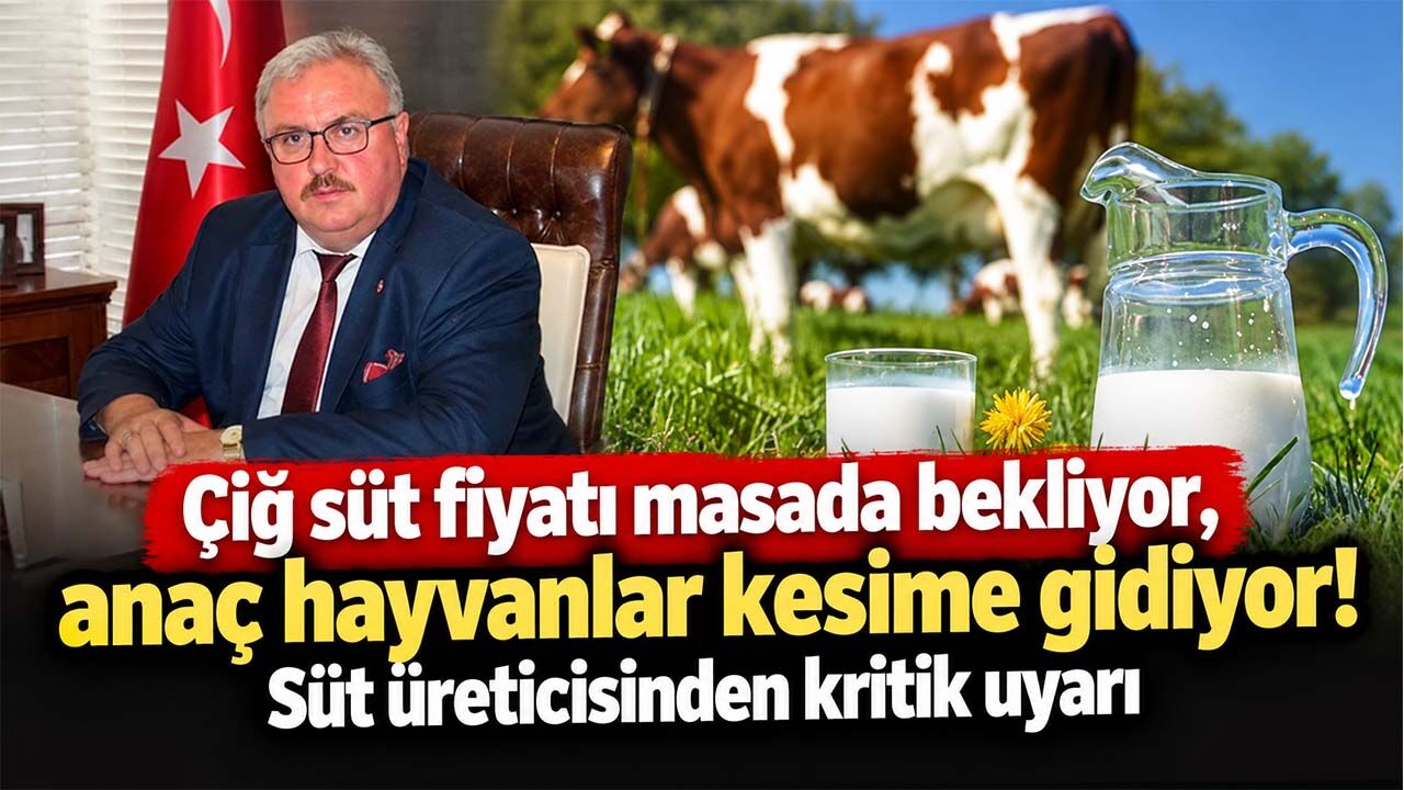 Süt üreticisinden kritik uyarı: Fiyat artışı gecikirse anaç hayvanlar kesime gidecek!