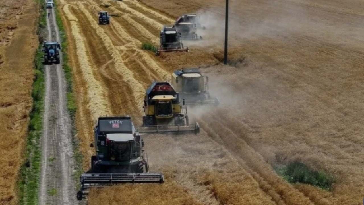 TİGEM'den milyonluk buğday satışı! Tohumluk üretmesi gereken kurum neden mahsul satıyor?